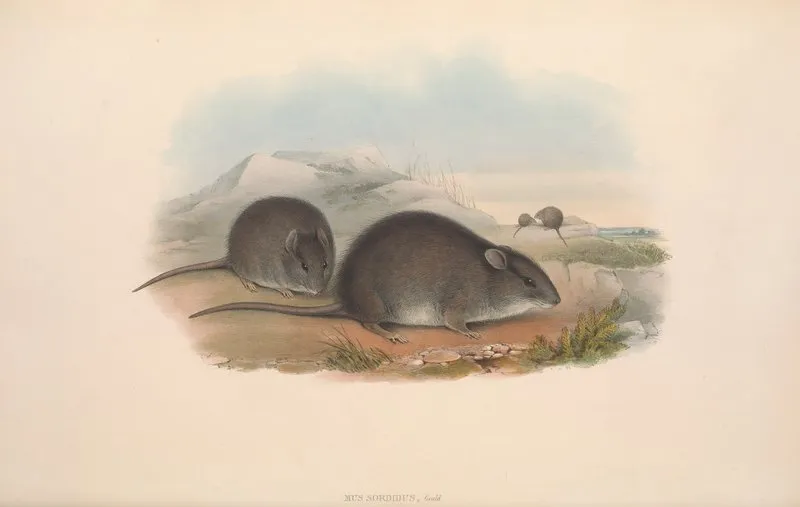 The Mammals Of Australia Pl 123 Wall Art by John Gould - High-Resolution Digital Print