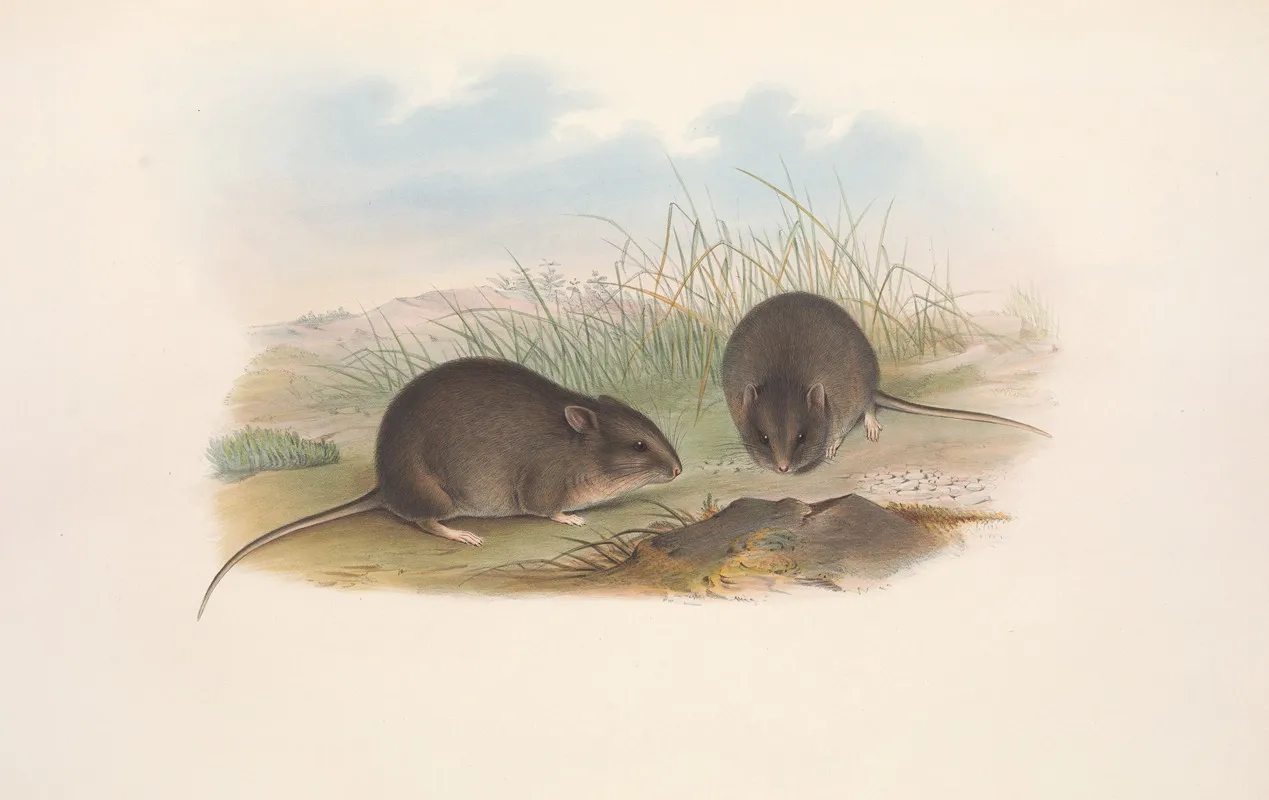 The Mammals Of Australia Pl 124 Wall Art by John Gould - High-Resolution Digital Print