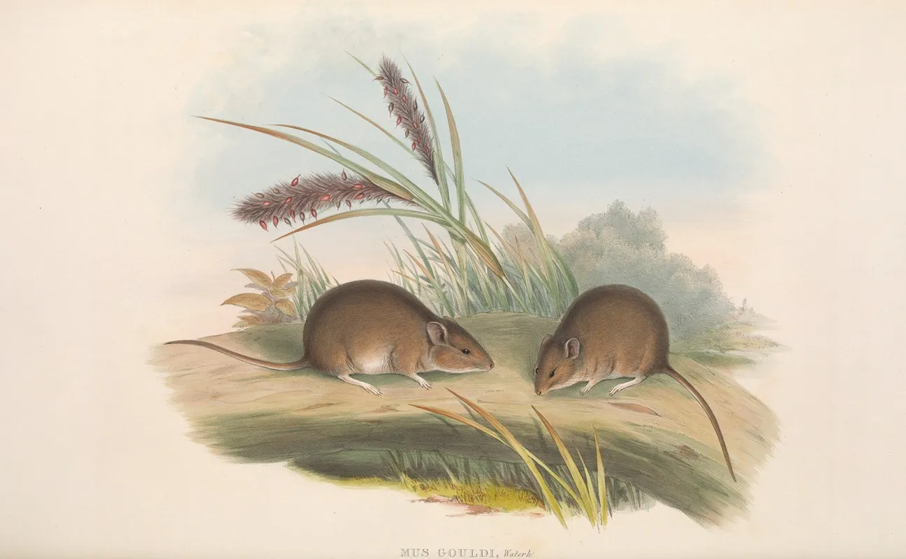 The Mammals Of Australia Pl 125 Wall Art by John Gould - High-Resolution Digital Print