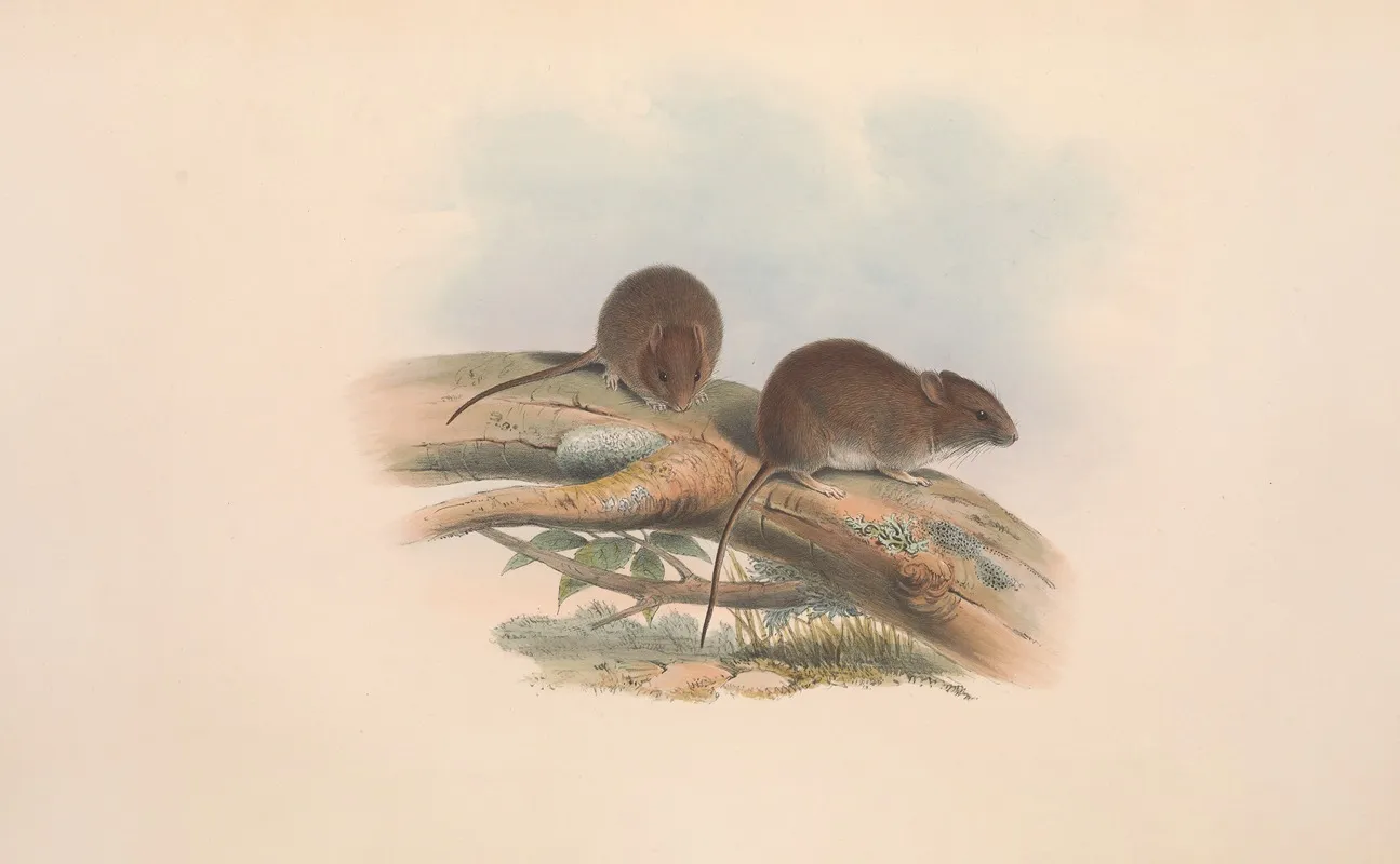 The Mammals Of Australia Pl 126 Wall Art by John Gould - High-Resolution Digital Print