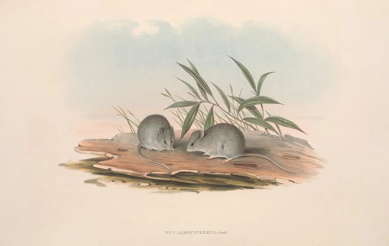 The Mammals Of Australia Pl 127 Wall Art by John Gould - High-Resolution Digital Print