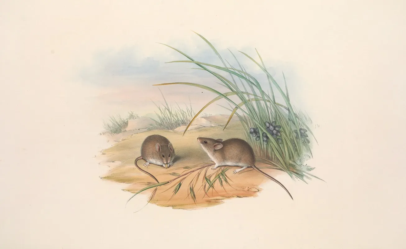 The Mammals Of Australia Pl 128 Wall Art by John Gould - High-Resolution Digital Print