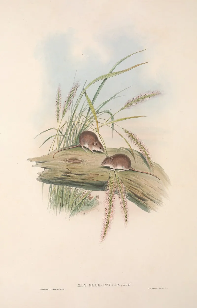 The Mammals Of Australia Pl 129 Wall Art by John Gould - High-Resolution Digital Print