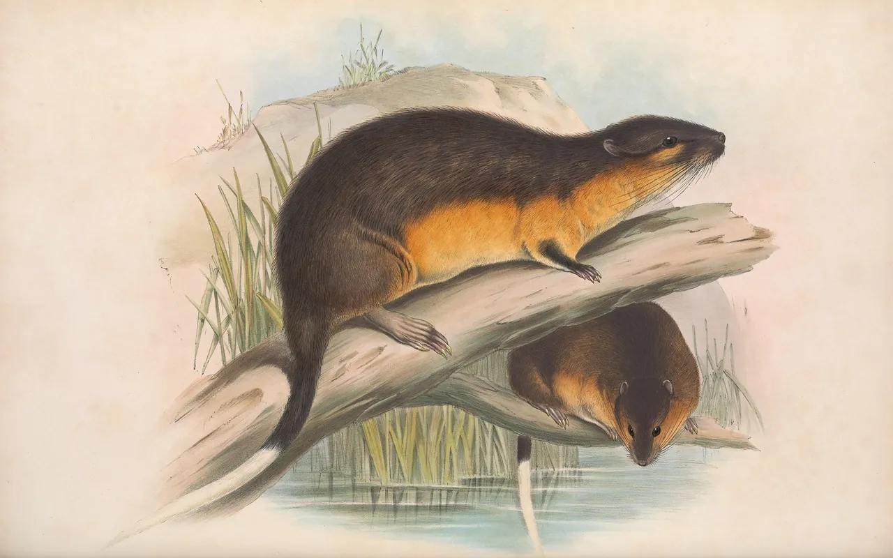The Mammals Of Australia Pl 130 Wall Art by John Gould - High-Resolution Digital Print