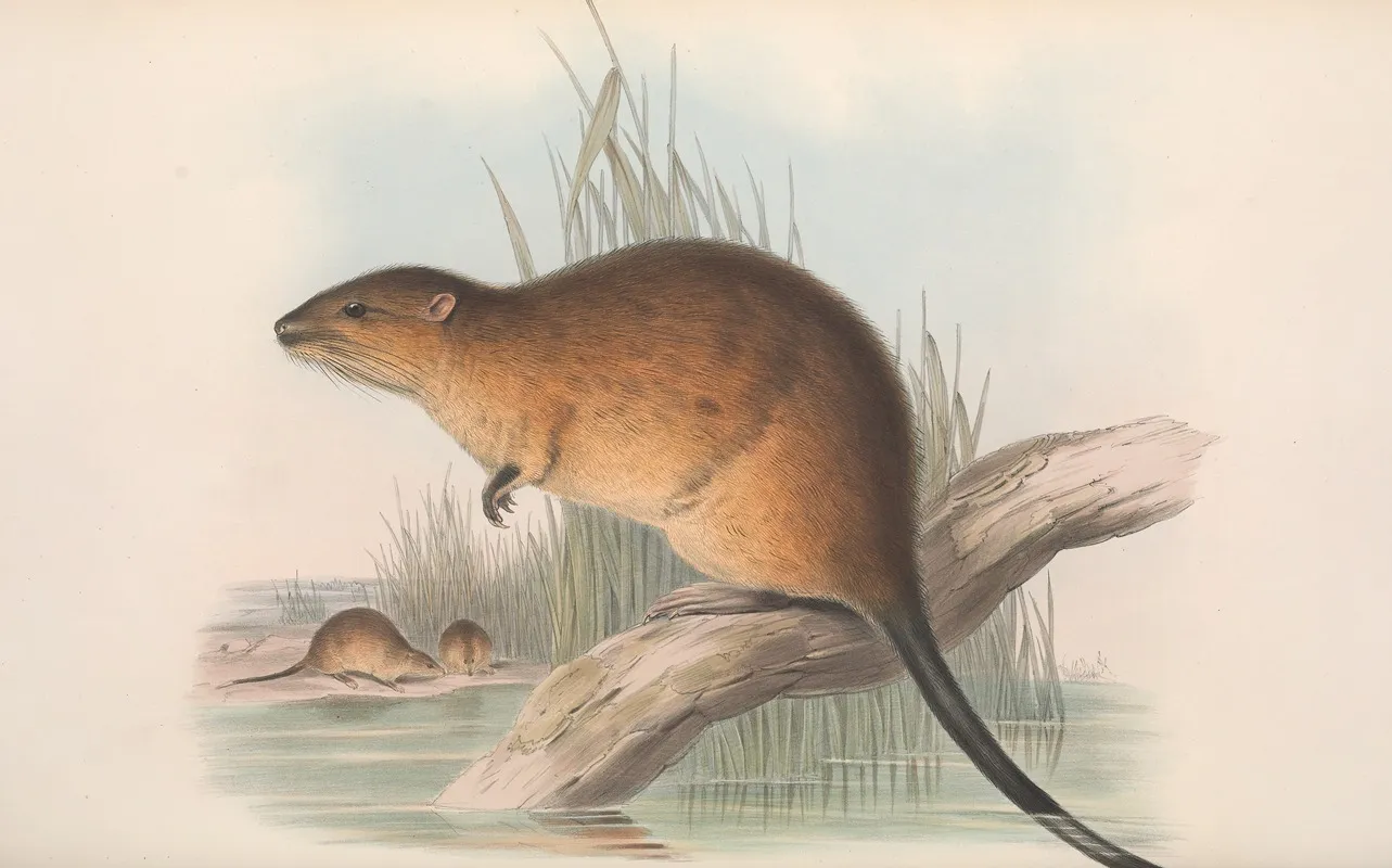 The Mammals Of Australia Pl 131 Wall Art by John Gould - High-Resolution Digital Print