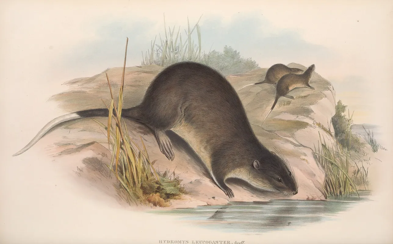 The Mammals Of Australia Pl 132 Wall Art by John Gould - High-Resolution Digital Print