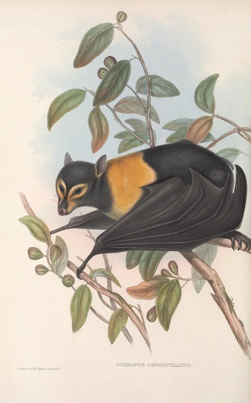 The Mammals Of Australia Pl 135 Wall Art by John Gould - High-Resolution Digital Print