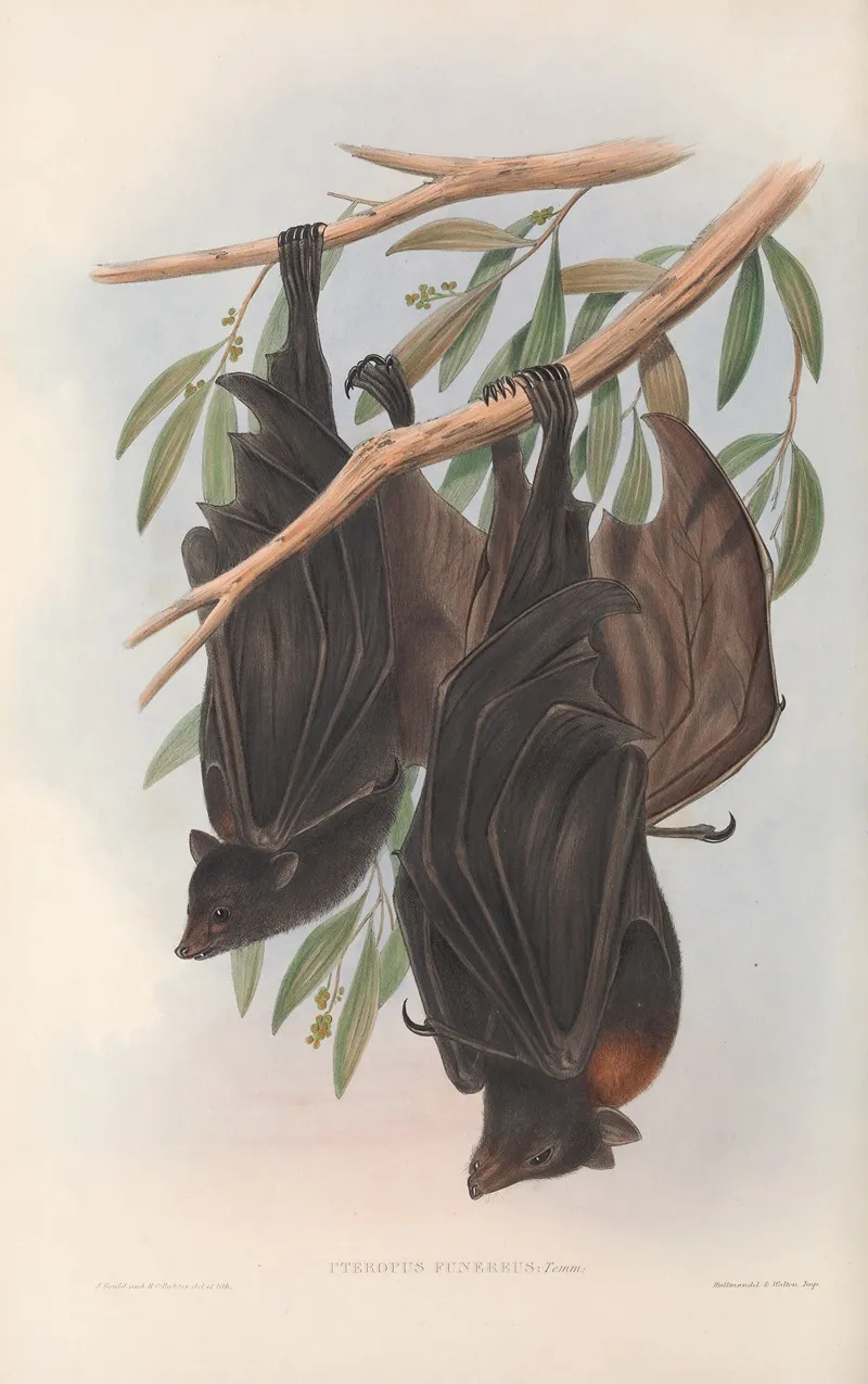 The Mammals Of Australia Pl 136 Wall Art by John Gould - High-Resolution Digital Print