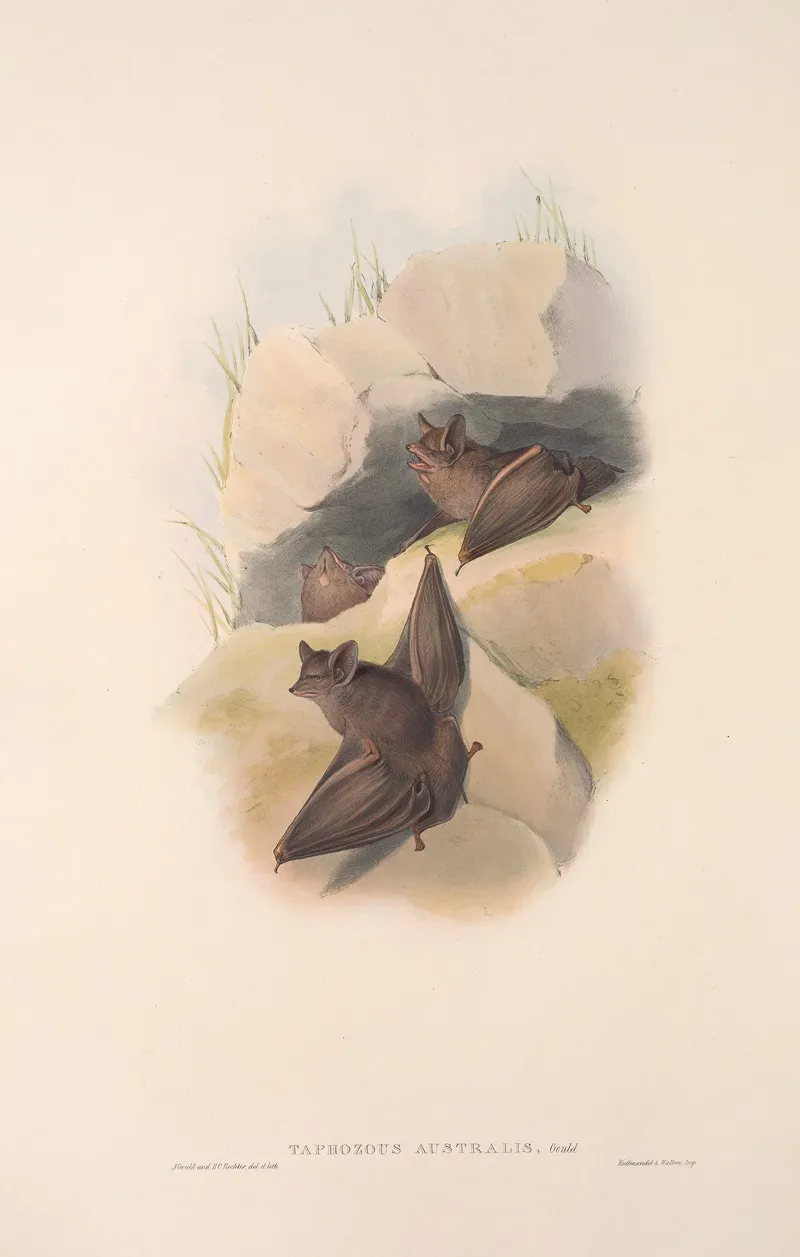The Mammals Of Australia Pl 138 Wall Art by John Gould - High-Resolution Digital Print