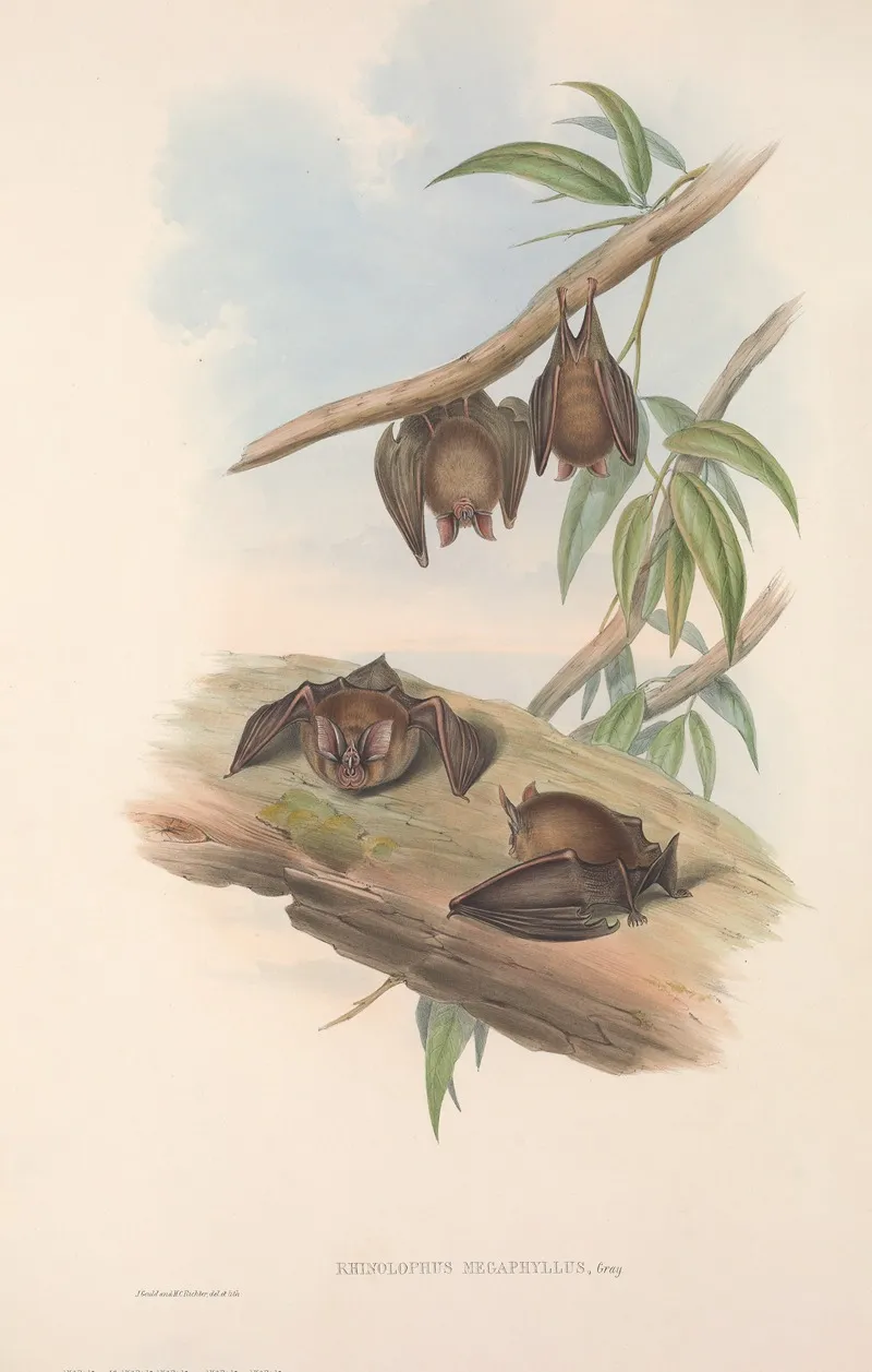 The Mammals Of Australia Pl 139 Wall Art by John Gould - High-Resolution Digital Print