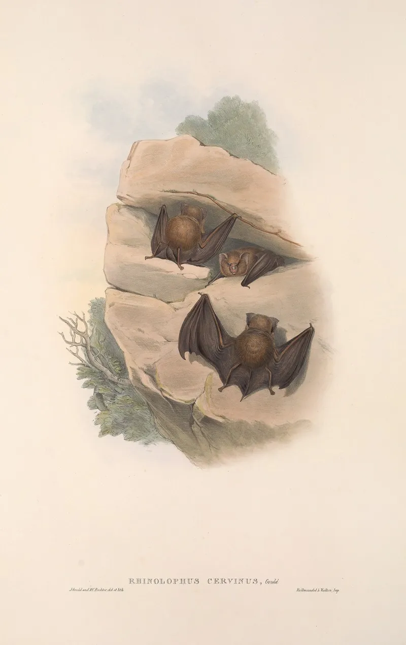 The Mammals Of Australia Pl 140 Wall Art by John Gould - High-Resolution Digital Print