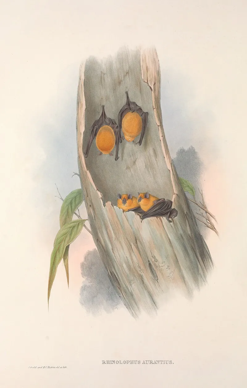 The Mammals Of Australia Pl 141 Wall Art by John Gould - High-Resolution Digital Print