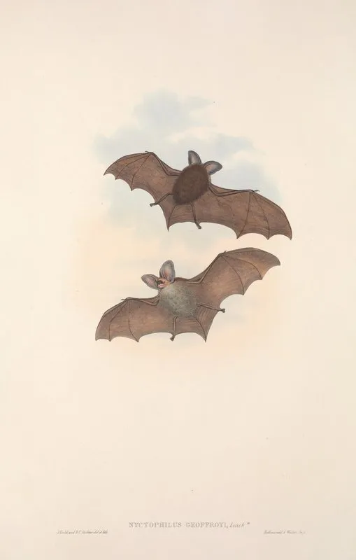 The Mammals Of Australia Pl 142 Wall Art by John Gould - High-Resolution Digital Print