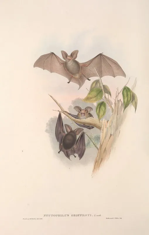 The Mammals Of Australia Pl 143 Wall Art by John Gould - High-Resolution Digital Print