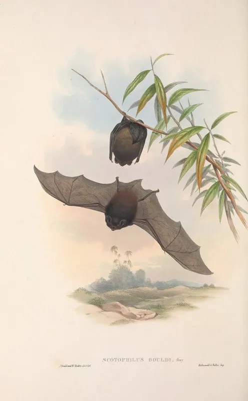 The Mammals Of Australia Pl 146 Wall Art by John Gould - High-Resolution Digital Print