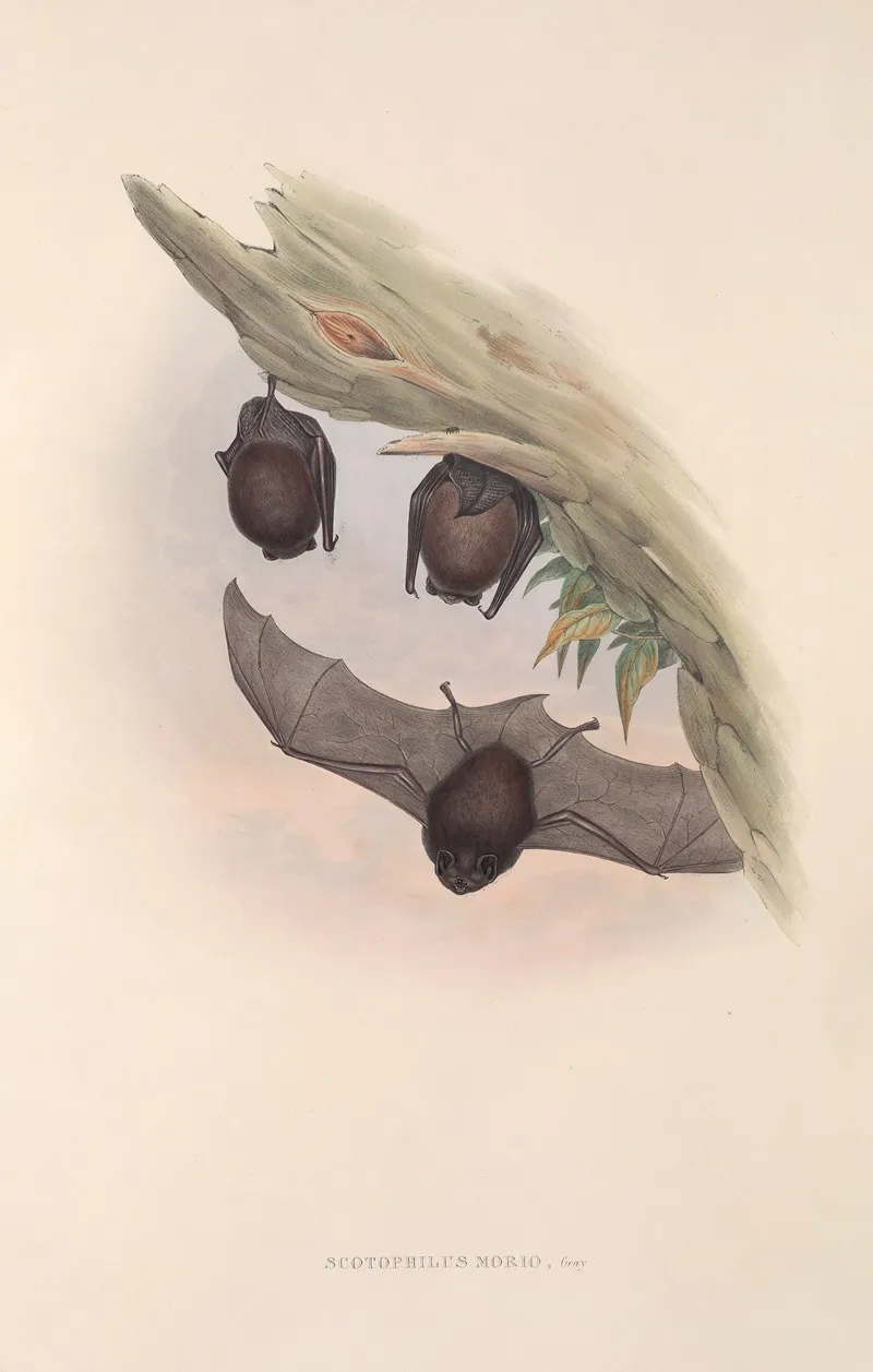 The Mammals Of Australia Pl 147 Wall Art by John Gould - High-Resolution Digital Print