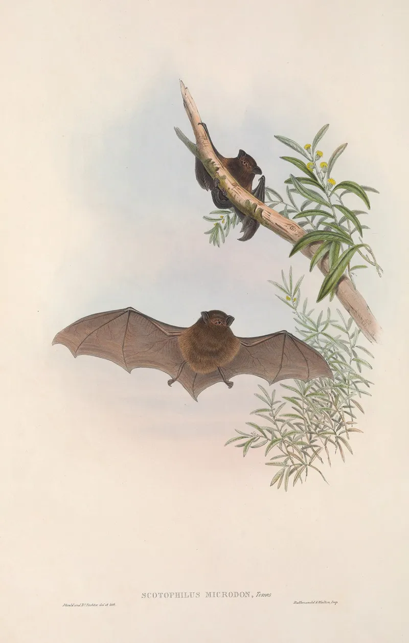 The Mammals Of Australia Pl 148 Wall Art by John Gould - High-Resolution Digital Print