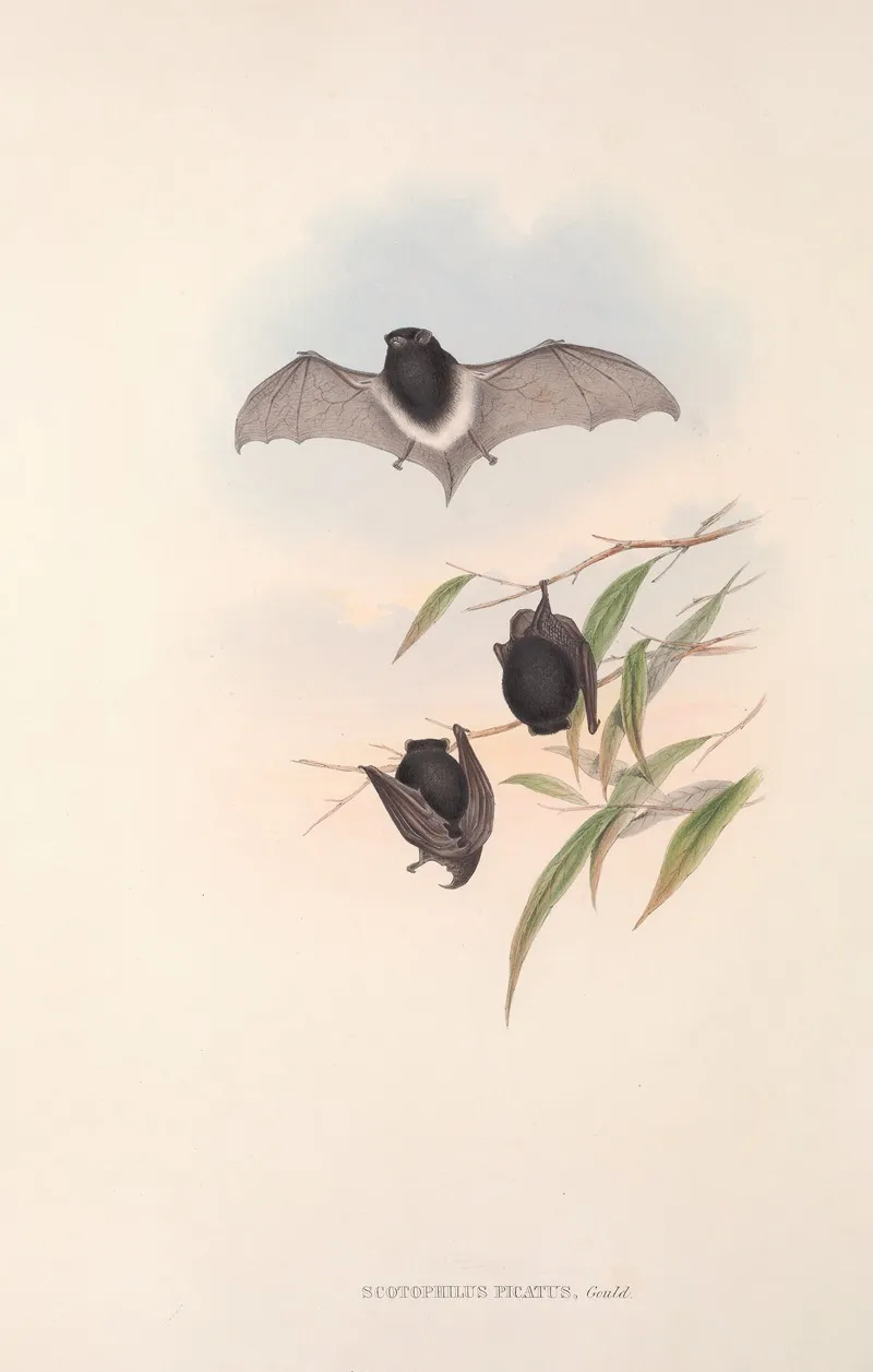 The Mammals Of Australia Pl 149 Wall Art by John Gould - High-Resolution Digital Print