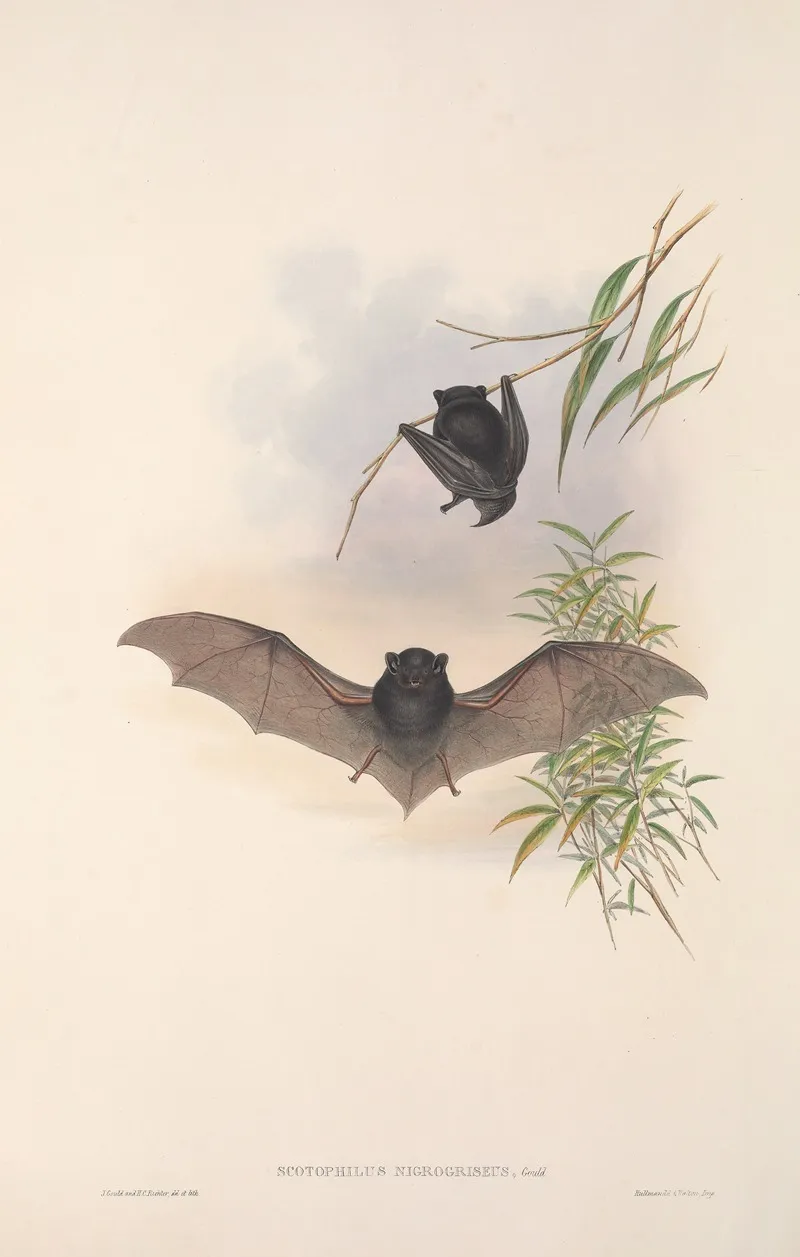 The Mammals Of Australia Pl 150 Wall Art by John Gould - High-Resolution Digital Print