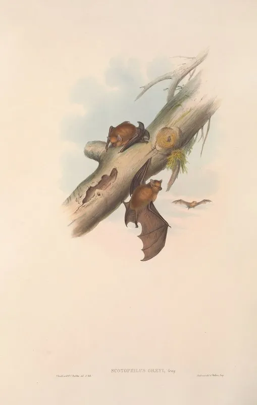 The Mammals Of Australia Pl 151 Wall Art by John Gould - High-Resolution Digital Print