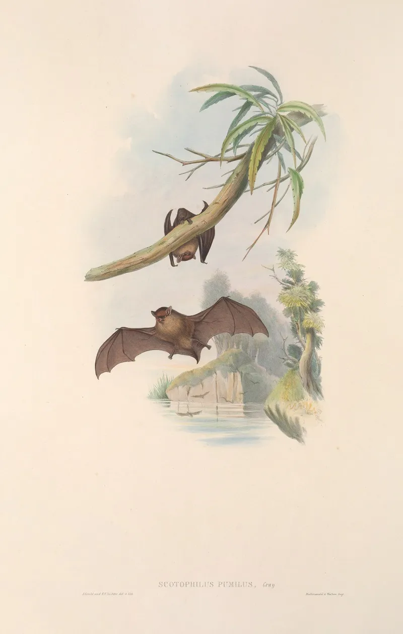 The Mammals Of Australia Pl 152 Wall Art by John Gould - High-Resolution Digital Print