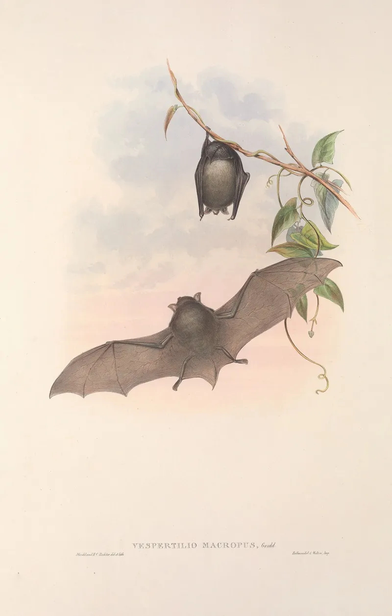 The Mammals Of Australia Pl 153 Wall Art by John Gould - High-Resolution Digital Print
