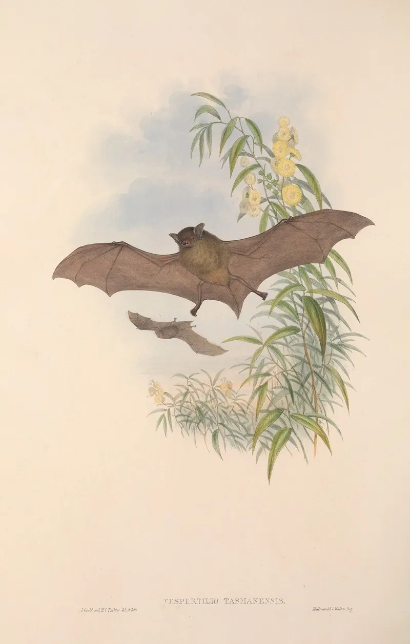 The Mammals Of Australia Pl 154 Wall Art by John Gould - High-Resolution Digital Print