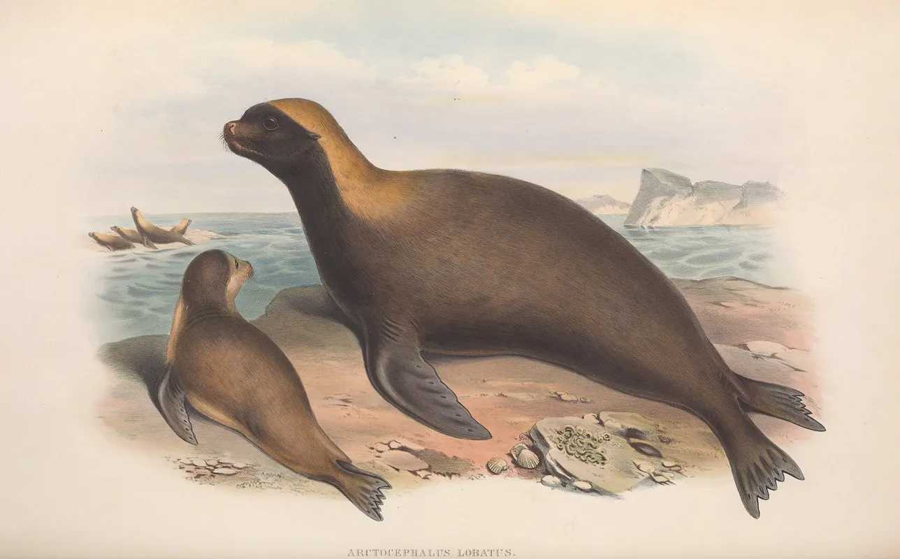 The Mammals Of Australia Pl 155 Wall Art by John Gould - High-Resolution Digital Print