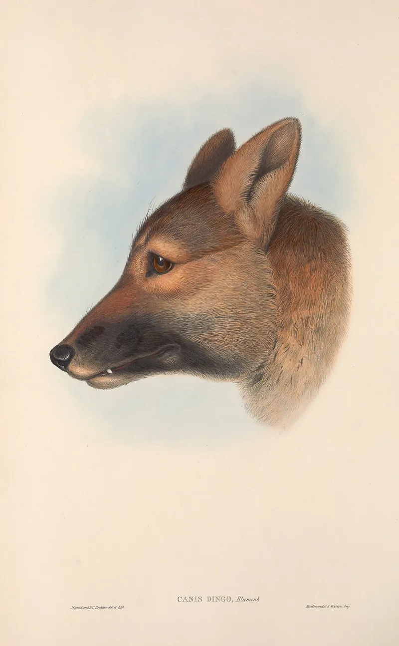 The Mammals Of Australia Pl 157 Wall Art by John Gould - High-Resolution Digital Print