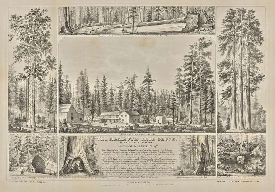 The Mammoth Tree Grove Calaveras County California Lapham Haynes Proprs Wall Art by Thomas Almond Ayres - High-Resolution Digital Print