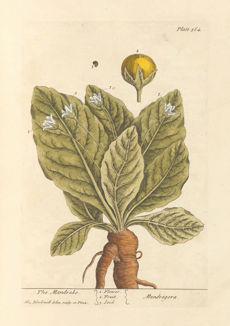 The Mandrake Wall Art by Elizabeth Blackwell - High-Resolution Digital Print