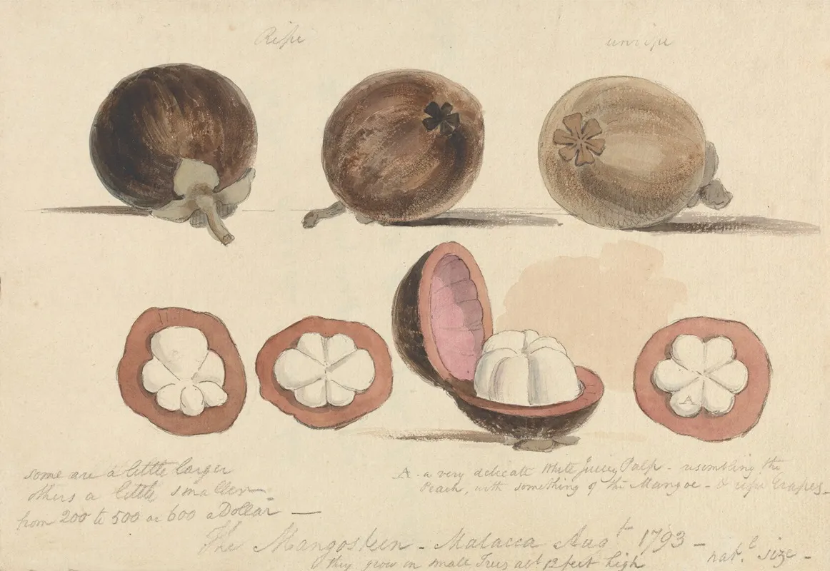 The Mangosteen Fruit Malacca
