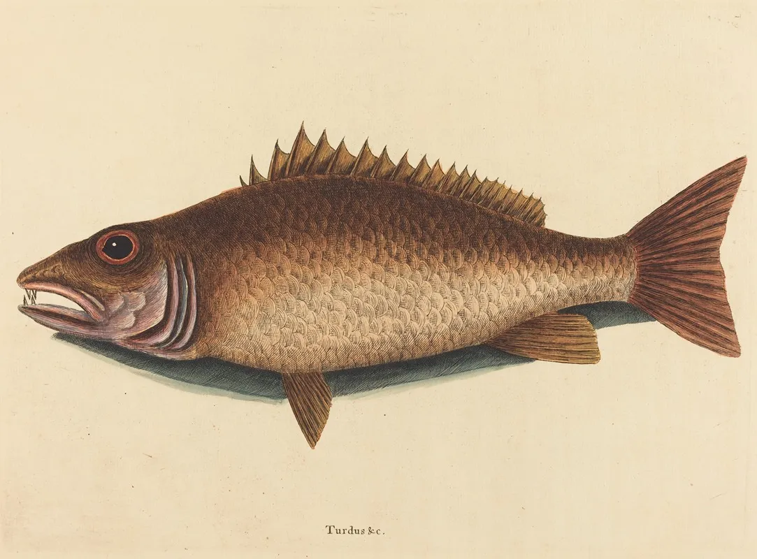 The Mangrove Snapper Labrus Griseus Wall Art by Mark Catesby - High-Resolution Digital Print