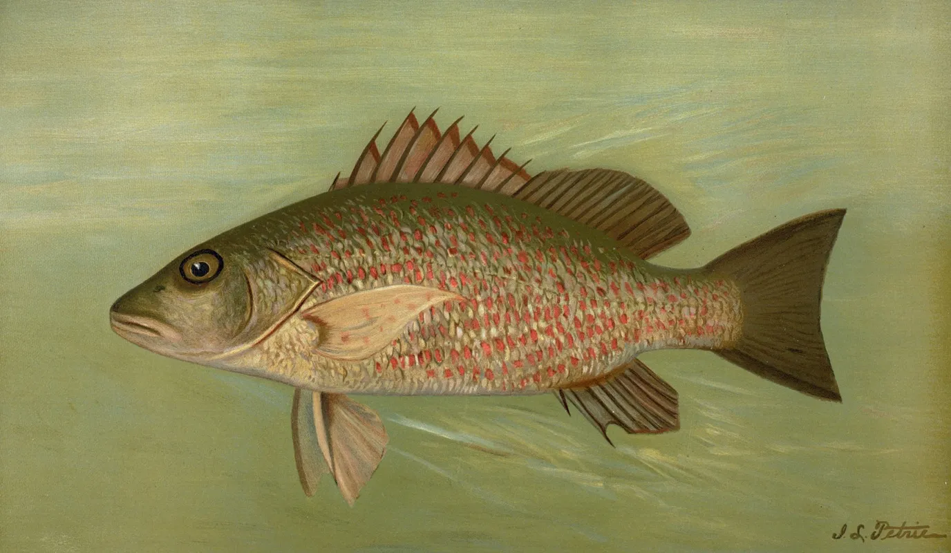 The Mangrove Snapper Lutjanus Griseus Wall Art by John L. Petrie - High-Resolution Digital Print
