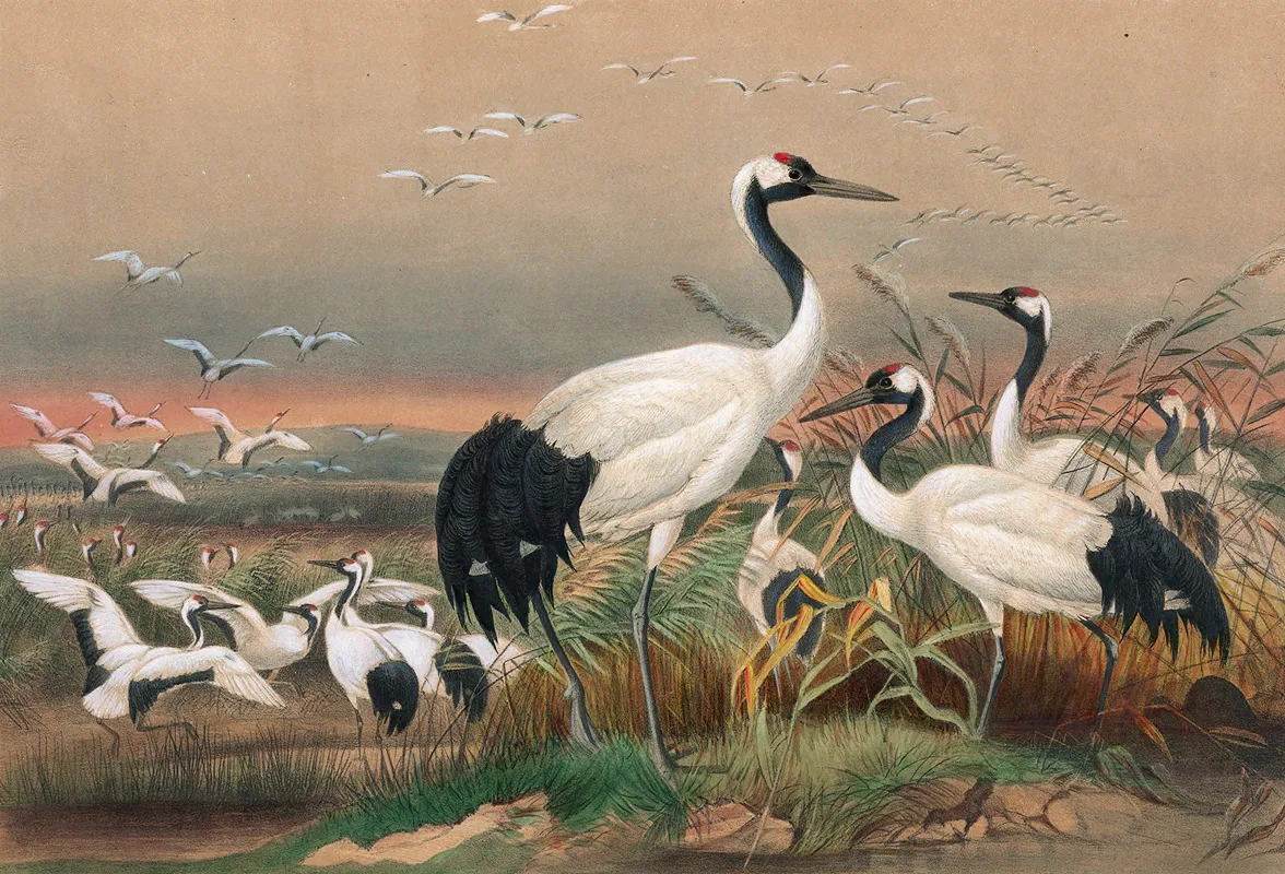 The Mantchurian Crane Wall Art by Joseph Wolf - High-Resolution Digital Print