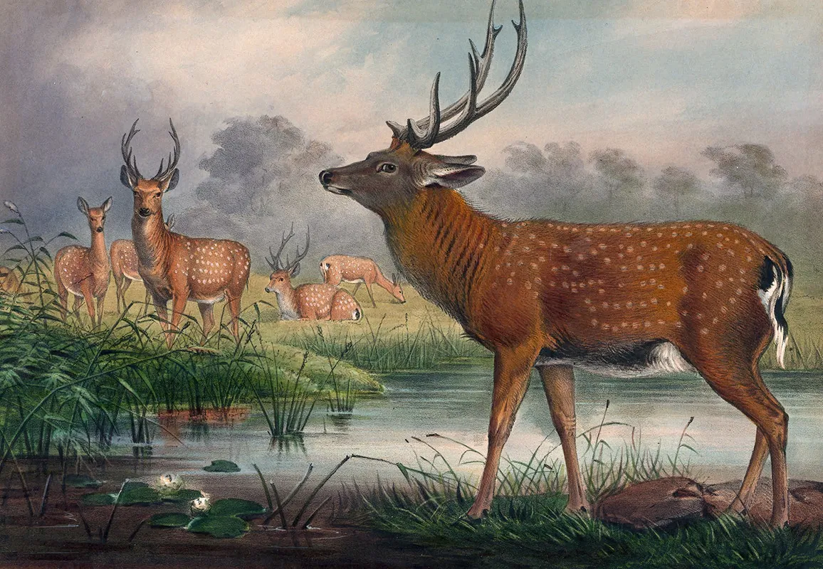 The Mantchurian Deer Wall Art by Joseph Wolf - High-Resolution Digital Print