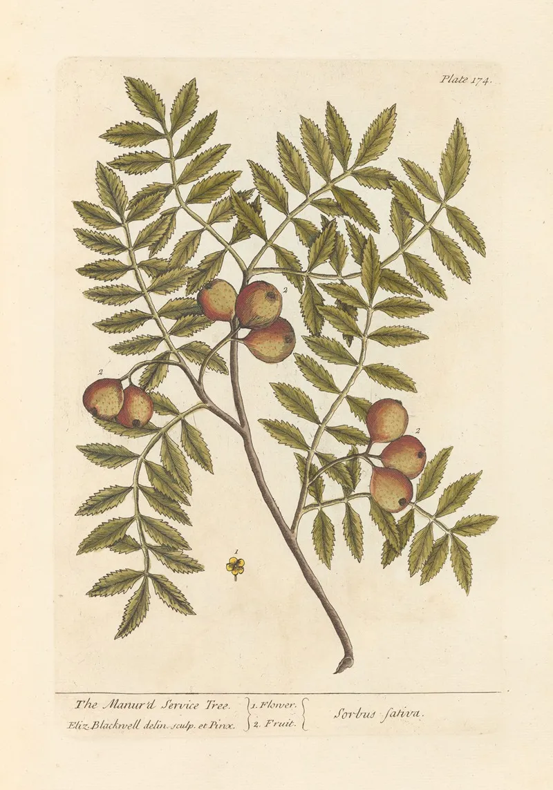 The Manurd Service Tree Wall Art by Elizabeth Blackwell - High-Resolution Digital Print