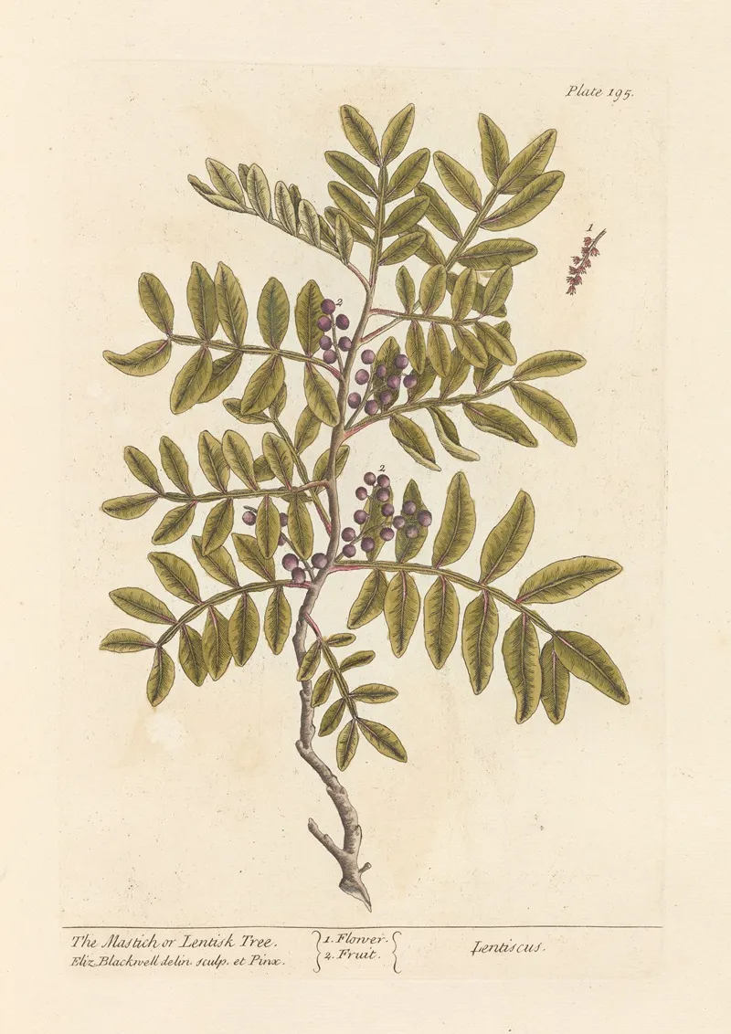 The Mastich Or Lentisk Tree Wall Art by Elizabeth Blackwell - High-Resolution Digital Print