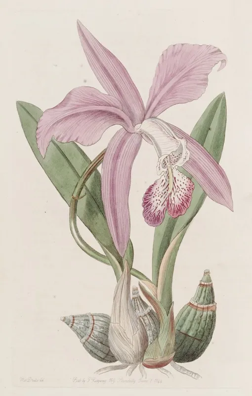 The May Flower Laelia Wall Art by Sydenham Edwards - High-Resolution Digital Print