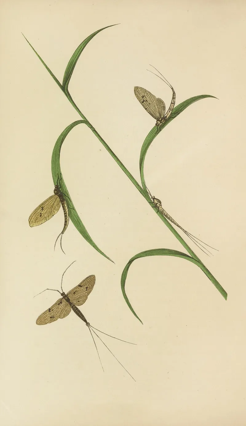 The May Fly Green And Fray Drake Wall Art by Barret And Sons - High-Resolution Digital Print