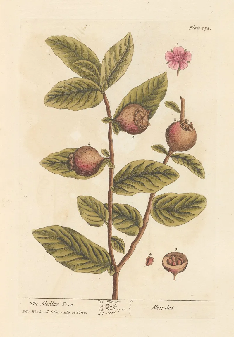 The Medlar Tree Wall Art by Elizabeth Blackwell - High-Resolution Digital Print