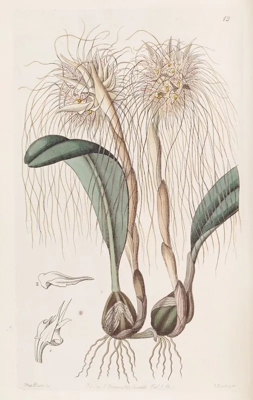 The Medusas Head Orchis Wall Art by Sydenham Edwards - High-Resolution Digital Print