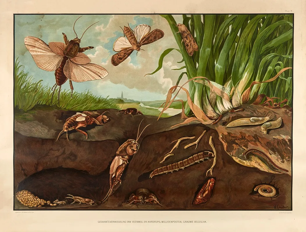 The Metamorphosis Of Crickets Moth Larvae Millipedes And Field Snails Wall Art by Wilhelmus Karel de Bruin - High-Resolution Digital Print