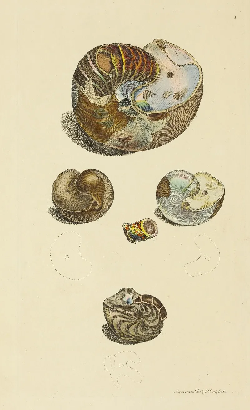 The Mineral Conchology Of Great Britain Pl 001