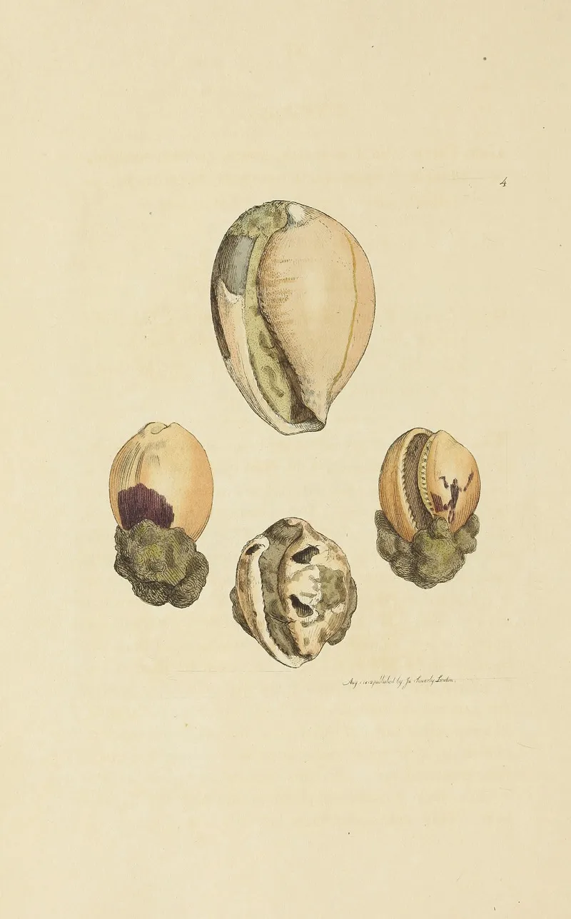 The Mineral Conchology Of Great Britain Pl 004