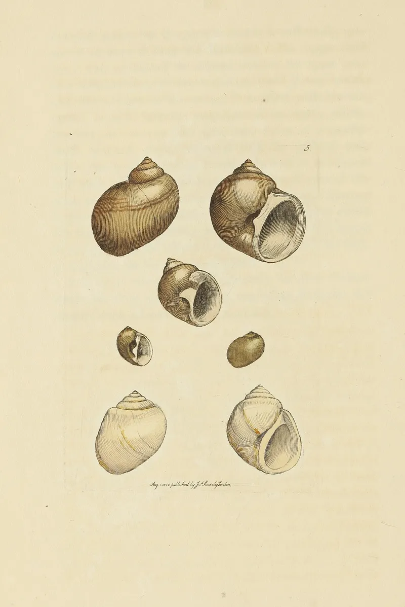 The Mineral Conchology Of Great Britain Pl 005