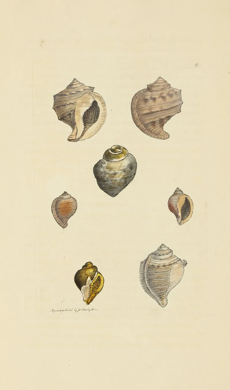 The Mineral Conchology Of Great Britain Pl 006