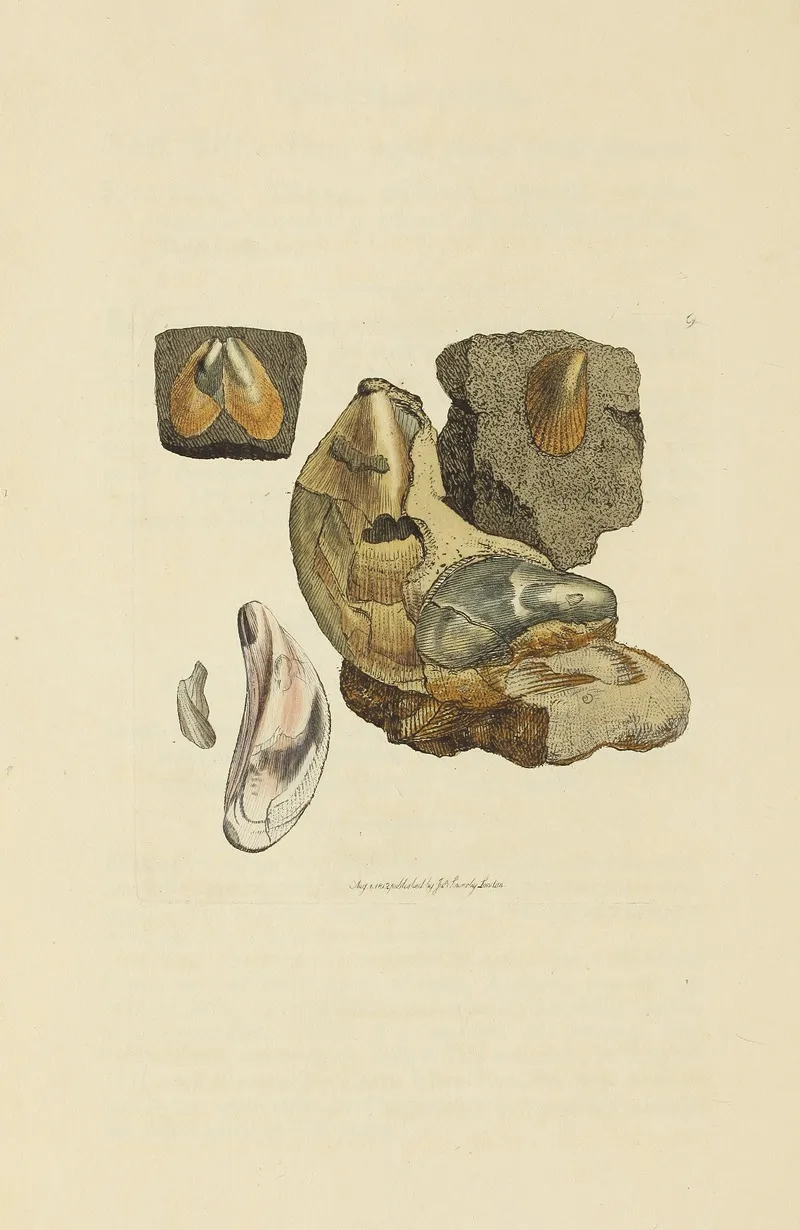The Mineral Conchology Of Great Britain Pl 009