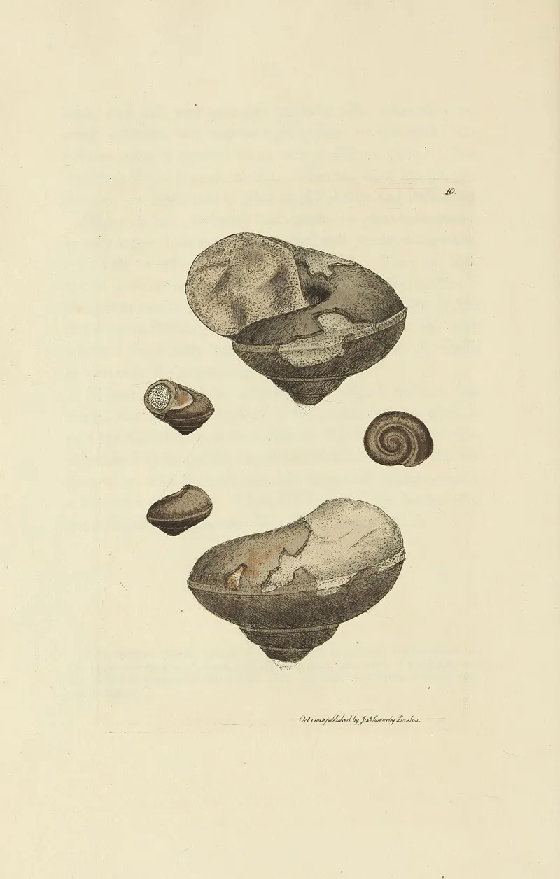 The Mineral Conchology Of Great Britain Pl 010