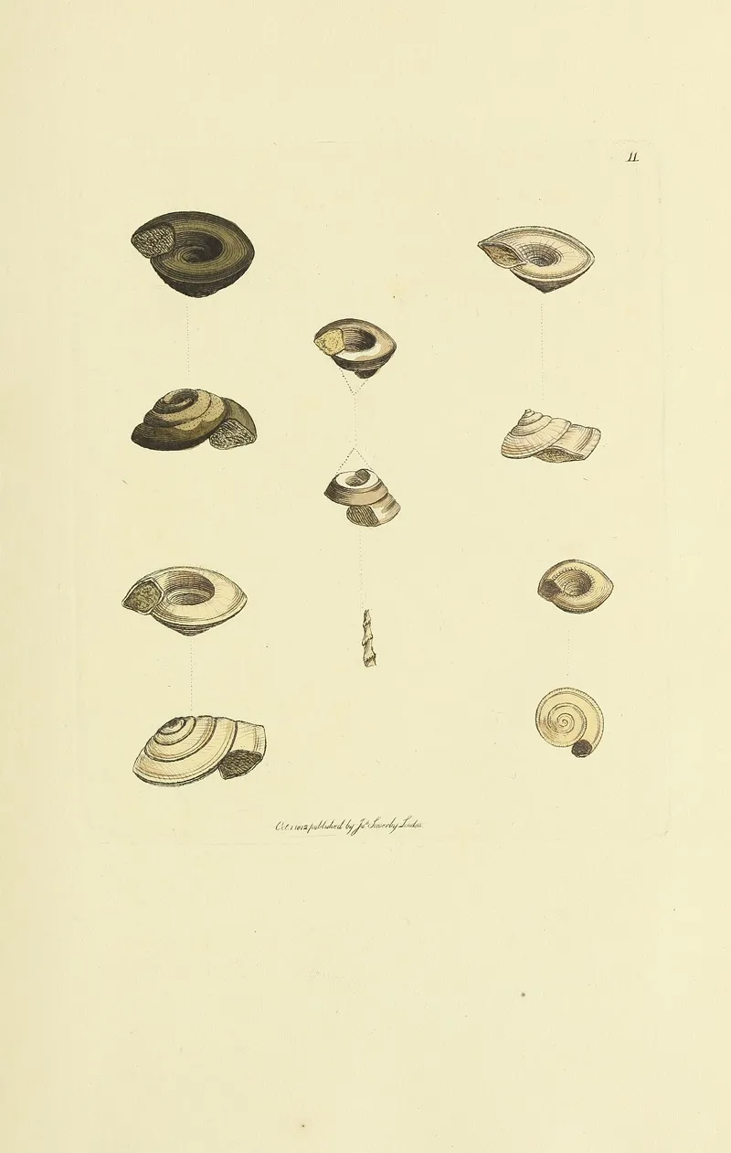 The Mineral Conchology Of Great Britain Pl 011